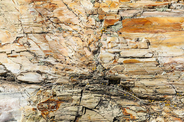在美国华盛顿华帝城附近的银杏石化森林州立公园，原木的石化木材变成了石头
