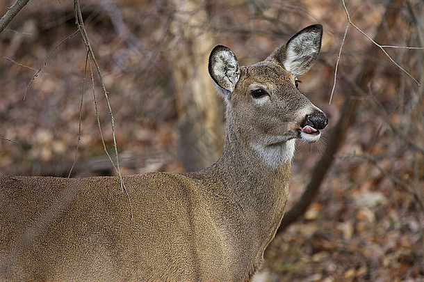 一只有舌头的可爱野鹿的照片