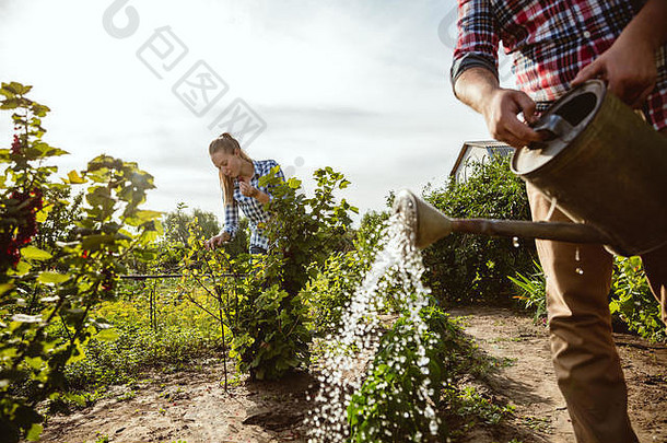 阳光明媚的日子里，年轻快乐的农民夫妇在花园里。从事<strong>环保产品</strong>种植的男人和女人。农业、农业、健康生活方式、家庭职业的概念。