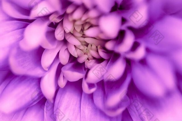 复古艺术，复古卡片和植物概念-抽象花卉背景，紫色菊花。假日品牌设计的宏观花卉背景