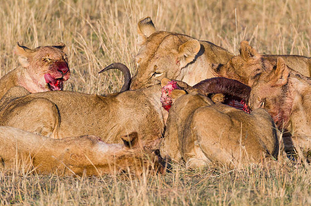 2017年10月，在大草原上以猎物（角马）为食的狮子的骄傲，享受新鲜的肉、血和苍蝇遍布他们的皮毛——肯尼亚马赛马拉，