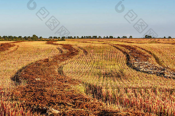 美丽的农业景观，在蓝天的背景下，一排排弯曲的棕色收割<strong>荞麦</strong>、稻草和桦树