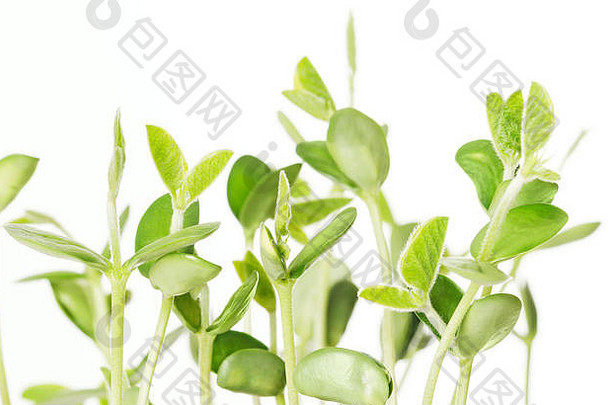 白色背景上的大豆幼苗。幼嫩的大豆植株、发芽的豆芽和叶子、豆科植物、油籽和豆类植物。子叶。