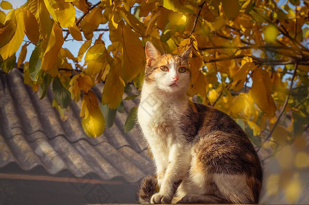 三色猫坐在秋叶的背景上