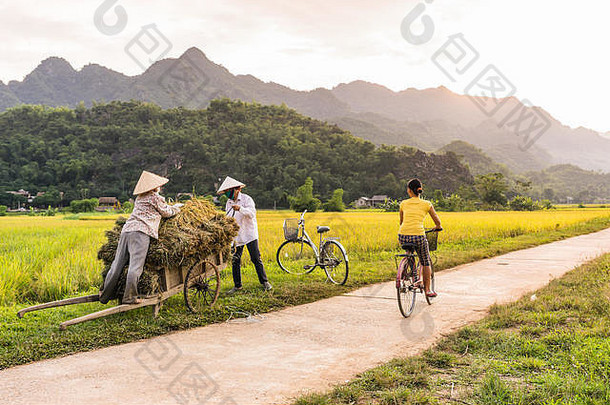 越南湄洲谷Lac村附近稻田里骑自行车的妇女。收获季节美丽的秋天日落。
