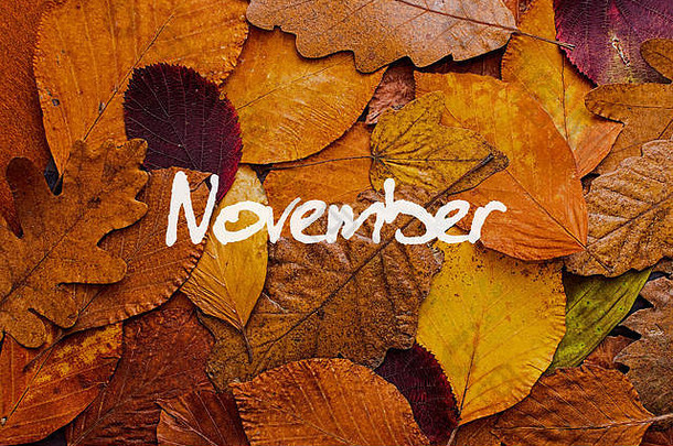 秋天叶子色彩斑斓的背景11月概念壁纸