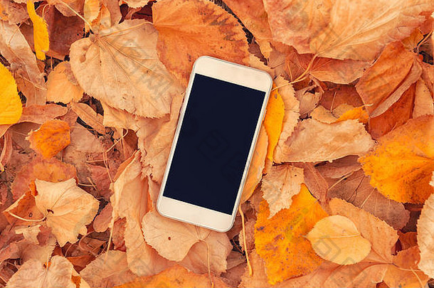 白色智能手机，在彩色秋叶背景上有空白模拟屏幕