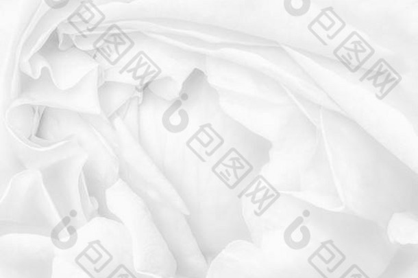 高调的水印单色明亮的孤立的白色玫瑰开花宏白色背景细艺术生活单布鲁姆