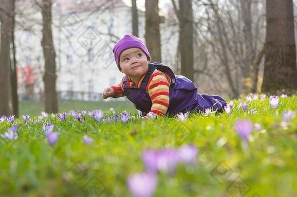 在当地公园里，可爱的小女孩在许多藏红花上爬行。