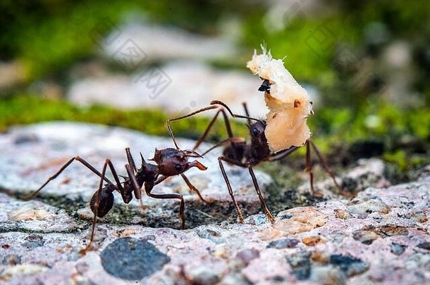 剪叶蚁负重的微距摄影