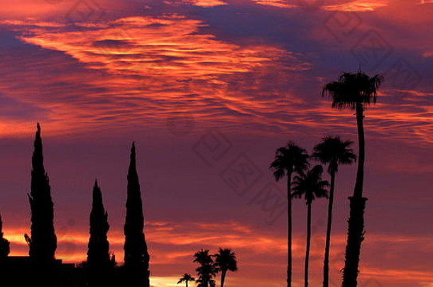 高大的棕榈树衬托出引人注目的粉红色和红色日出