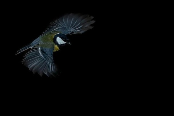 美丽的伟大的乳头parus主要苍蝇低池水森林德鲁嫩北伊格诺荷兰黑色的背景晚上