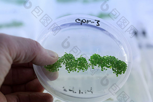 科学家在生物研究实验室用皮氏培养皿培养植物