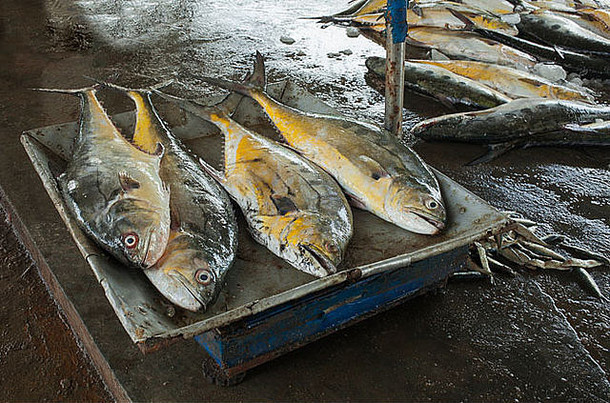 鱼市场上新捕获的黄色金鱼