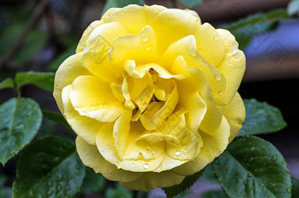 美丽的苍白的黄色的玫瑰夏天阳光