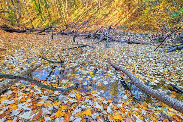 秋天森林里黄叶覆盖的小湖