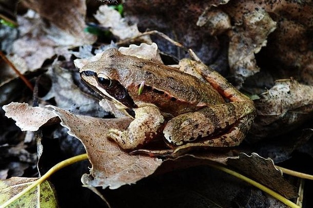 单棕色（的）敏捷青蛙秋天叶子森林