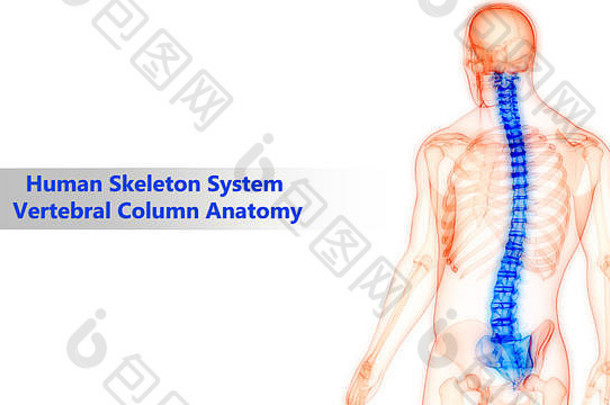 人体脊柱骨骼系统解剖学