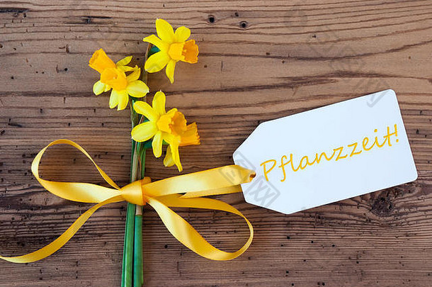 黄色的春天那喀索斯标签普夫兰泽特意味着种植季节