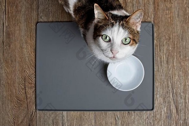 一只斑猫坐在一个emty食品盘前，看着摄像机。具有空间的高角度视图。