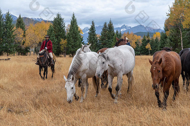 美国牛仔在美国怀俄明州的高地放牧马匹