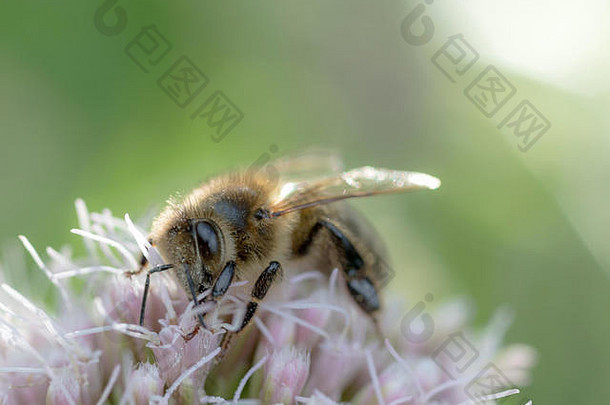 仙鹤草花上的欧洲蜜蜂