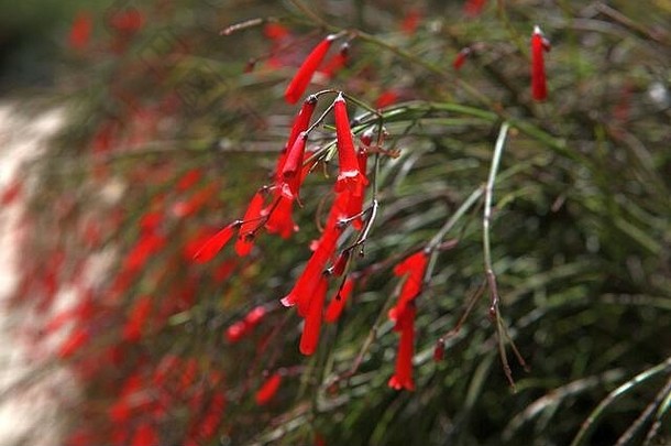 红色风铃花盛开。红色风铃花。春暖花开。