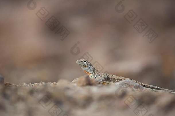 墨西哥索诺拉的一种成年斑马尾蜥蜴（龙舌兰）。