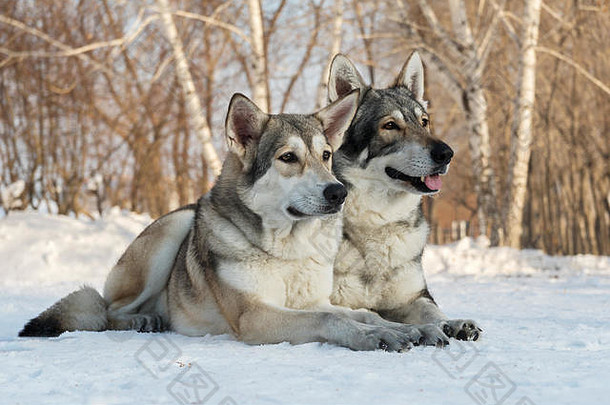 冬季公园里美丽的萨尔卢斯猎狼犬雌雄