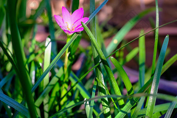 粉色的西风兰花，特写，该属植物的常见名称包括仙女、雨花、西风和雨百合，背景为自然