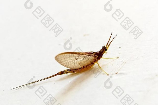 斯里兰卡马塔莱，墙上的一只小飞虫