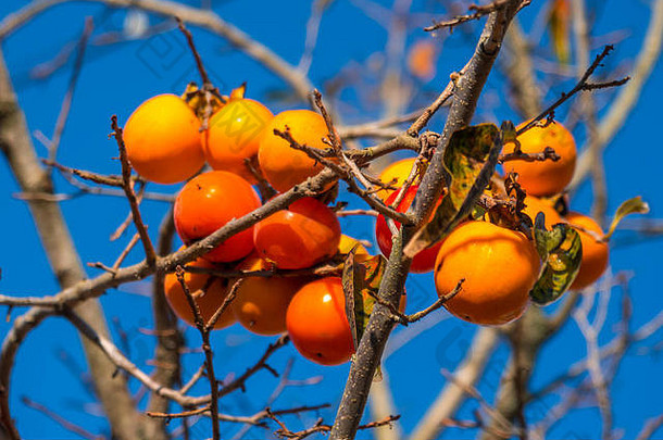 <strong>柿子</strong>树上结满了成熟的橘子果实，天空蔚蓝，秋高气爽。