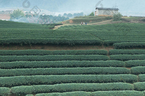 越南磨洲山上的茶园。