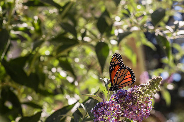 君主<strong>蝴蝶</strong>紫色的butterfly-bush基斯夏天太阳光背景蓝色的天空绿色叶子分支机构