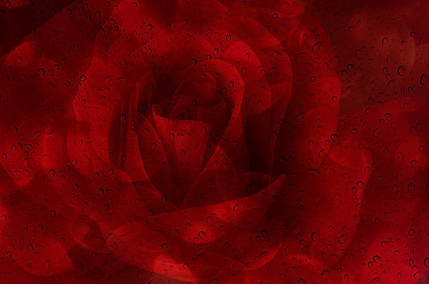 浪漫的红色的玫瑰水下降玻璃镜子板摘要情人节背景复制空间