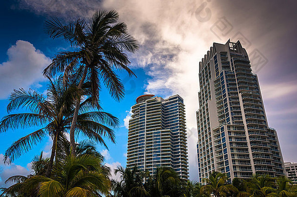 佛罗里达州迈阿密南部海滩的棕榈树和高楼。