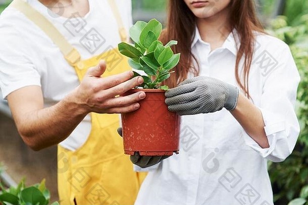共同努力可以取得最佳效果。一对穿着工作服的可爱的园艺工人在温室里照料花盆里的植物