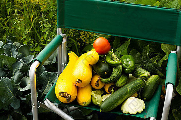 新鲜的选择南瓜有机蔬菜花园