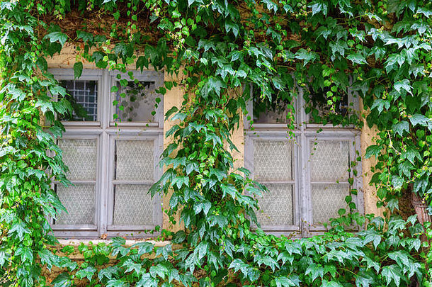 老房子里藤蔓覆盖的窗户的照片