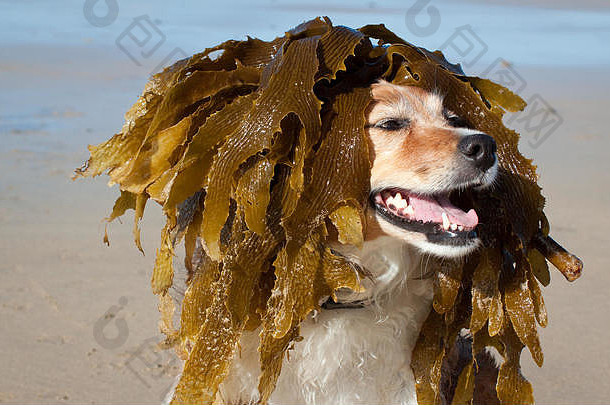 幽默有趣的狗<strong>图片</strong>-蓬松的红白相间的牧羊犬在海滩上，头上有海草