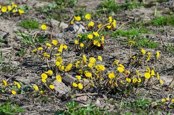 在一个阳光明媚的春日里，黄色的花朵盛开着小鹿脚（TussilagoFarfara）