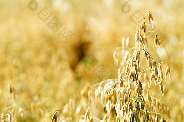 成熟燕麦，可随时收获，用于动物食品或早餐麦片