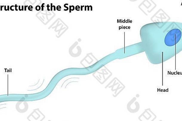 结构精子