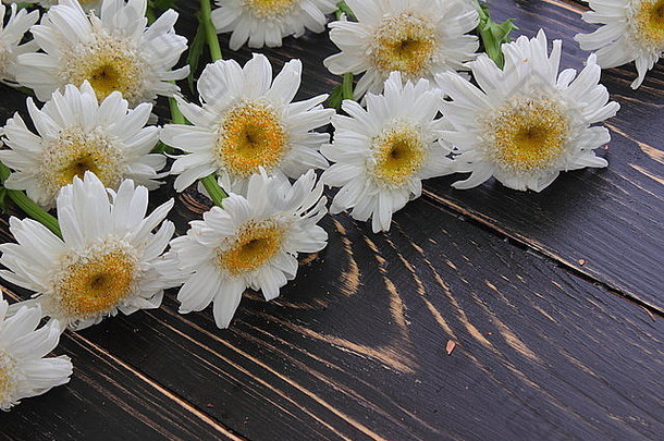 在木板上，白色的雏菊