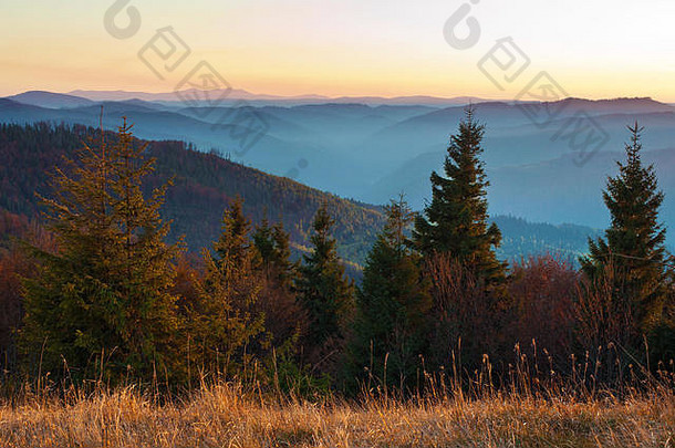十月一个温暖的秋天傍晚，阳光普照的云杉、松树和烟雾缭绕的山脉在温暖的橙色无云天空下覆盖着紫色、蓝灰色的薄雾