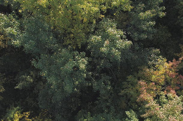 九月森林秋季树木鸟瞰图