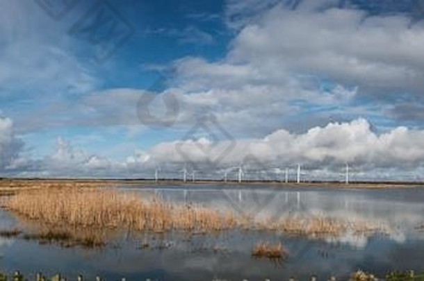 Sneum在丹麦埃斯伯格的鸟类区的堤坝后面游荡