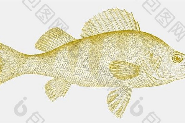 黄鲈鱼，perca flescens，从侧面看是原产于北美的一种受欢迎的运动鱼