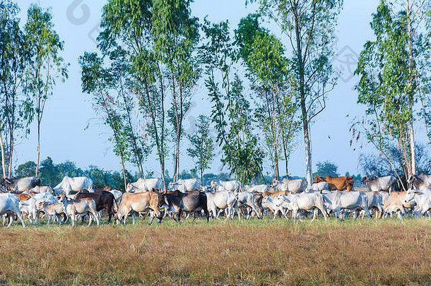 牛群走在乡间小路上，返回农场