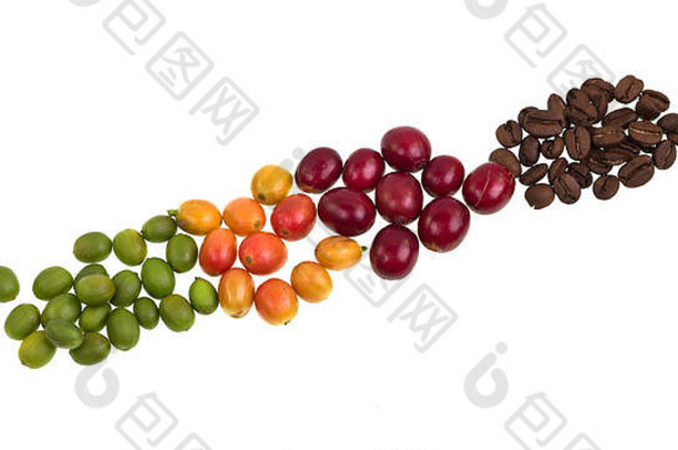 从绿咖啡豆到烤咖啡豆，在白色背景上分离出不同程度的成熟度